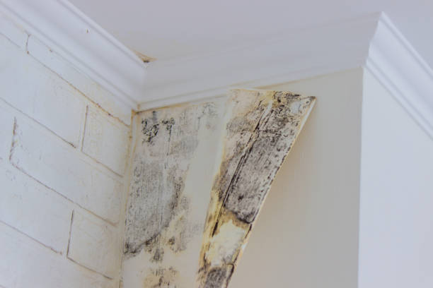 Best Black Mold Removal  in Pawnee, IL